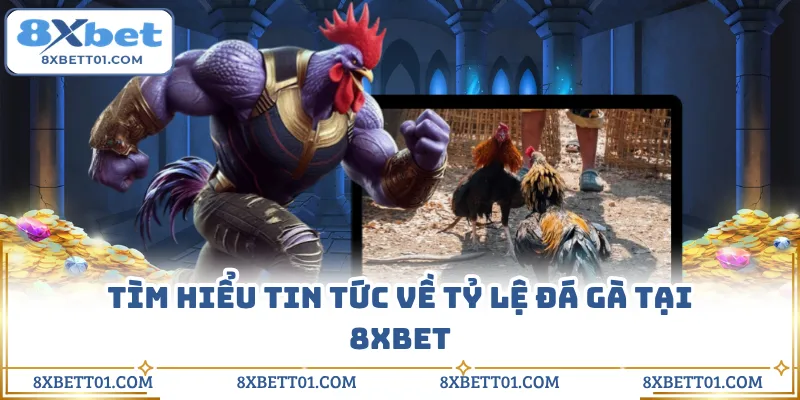 Tìm hiểu tin tức về tỷ lệ đá gà tại 8XBET